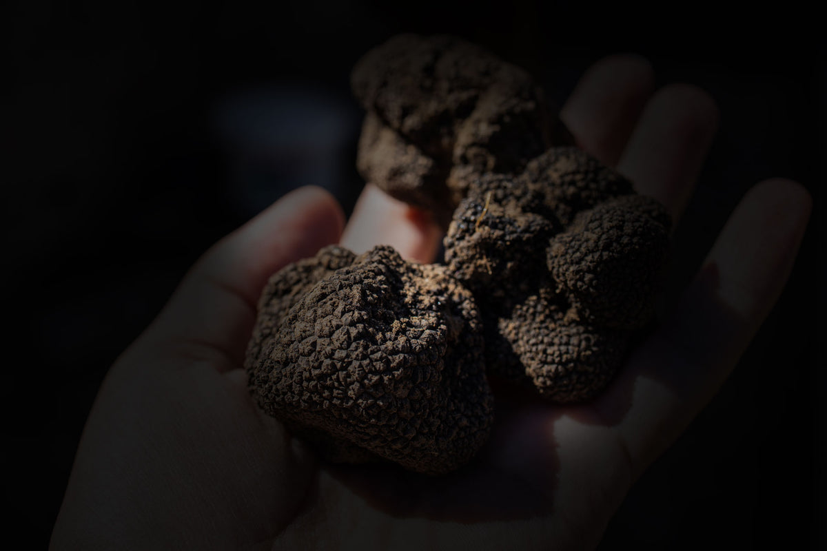 Our Truffle